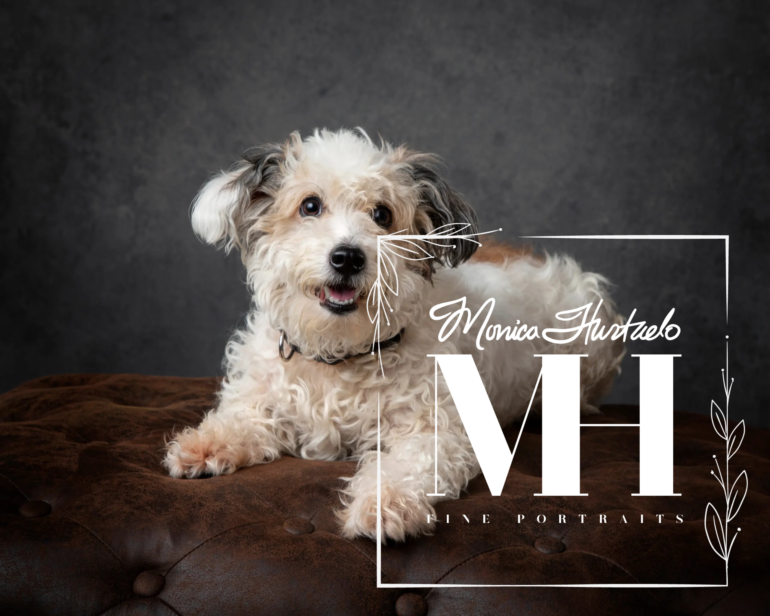 Pet Portraits