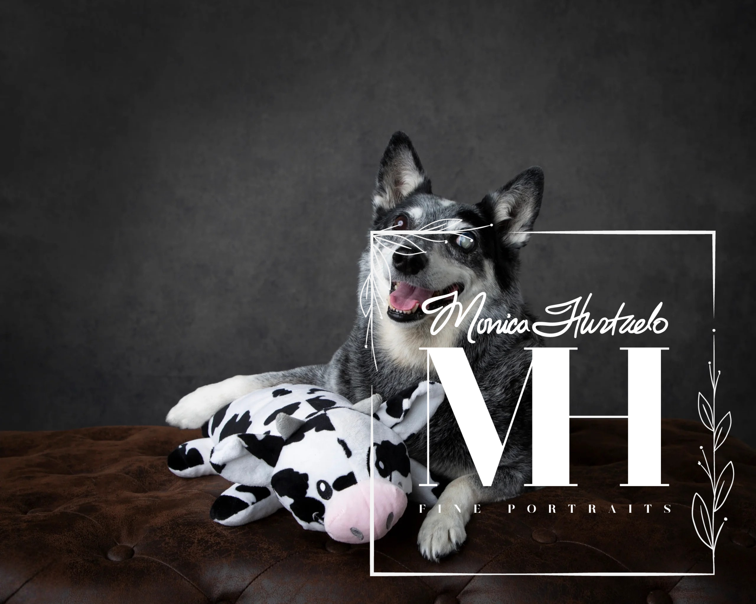 Pet Portraits