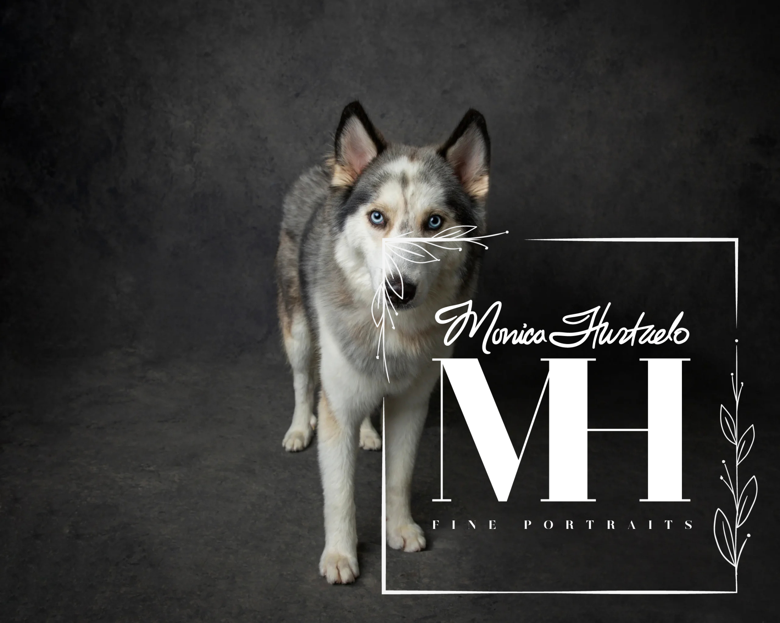 Pet Portraits