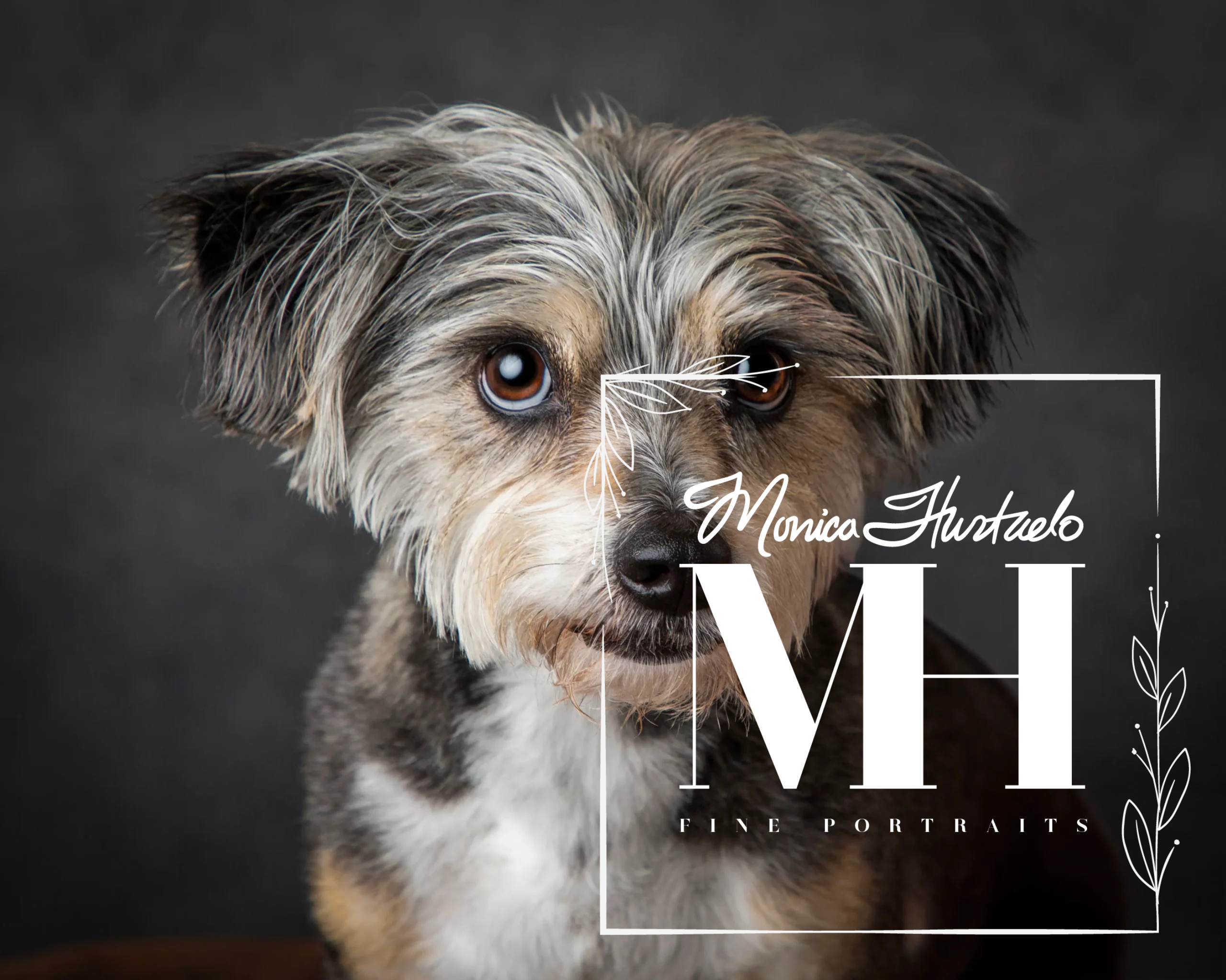 Pet Portraits