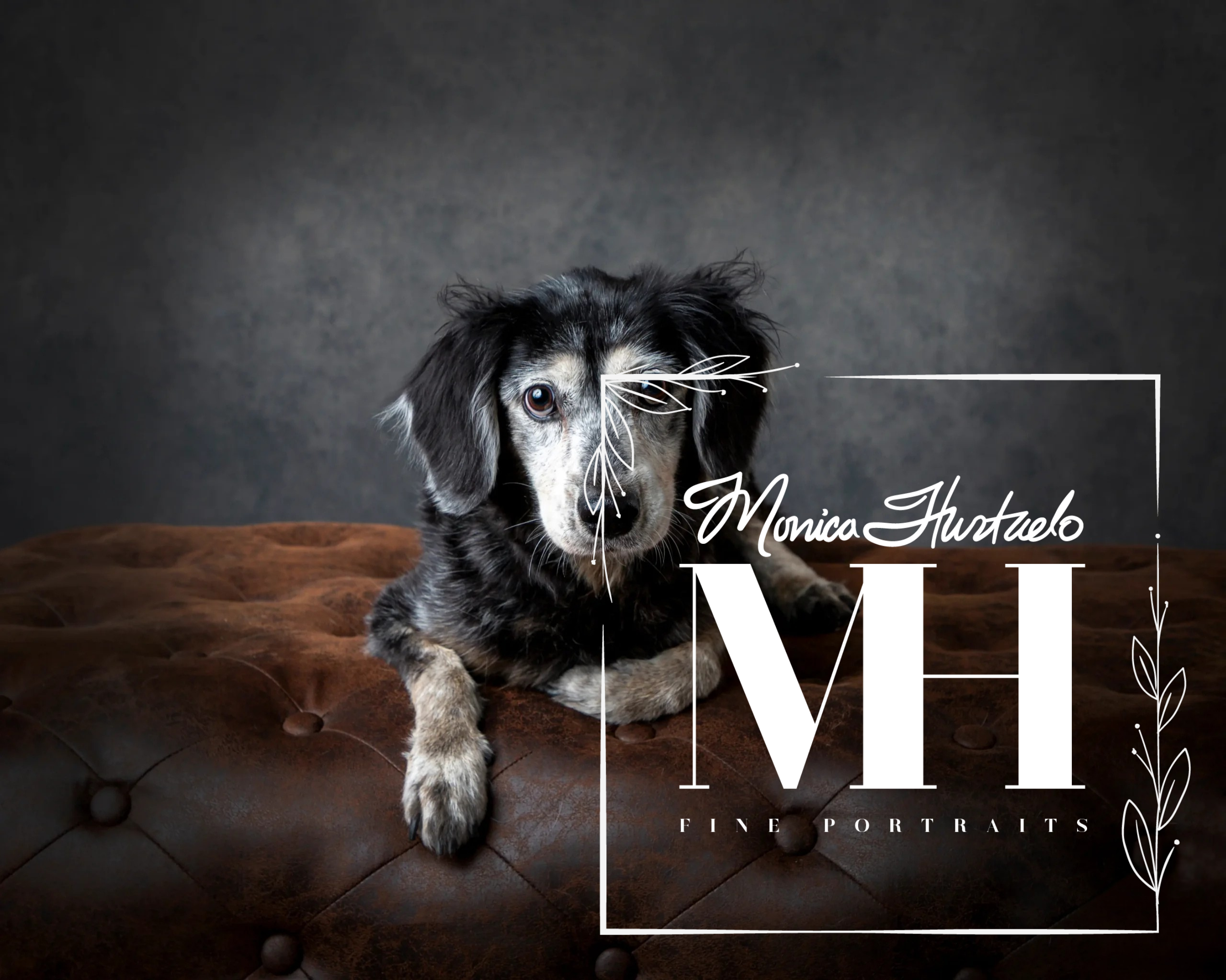 Pet Portraits