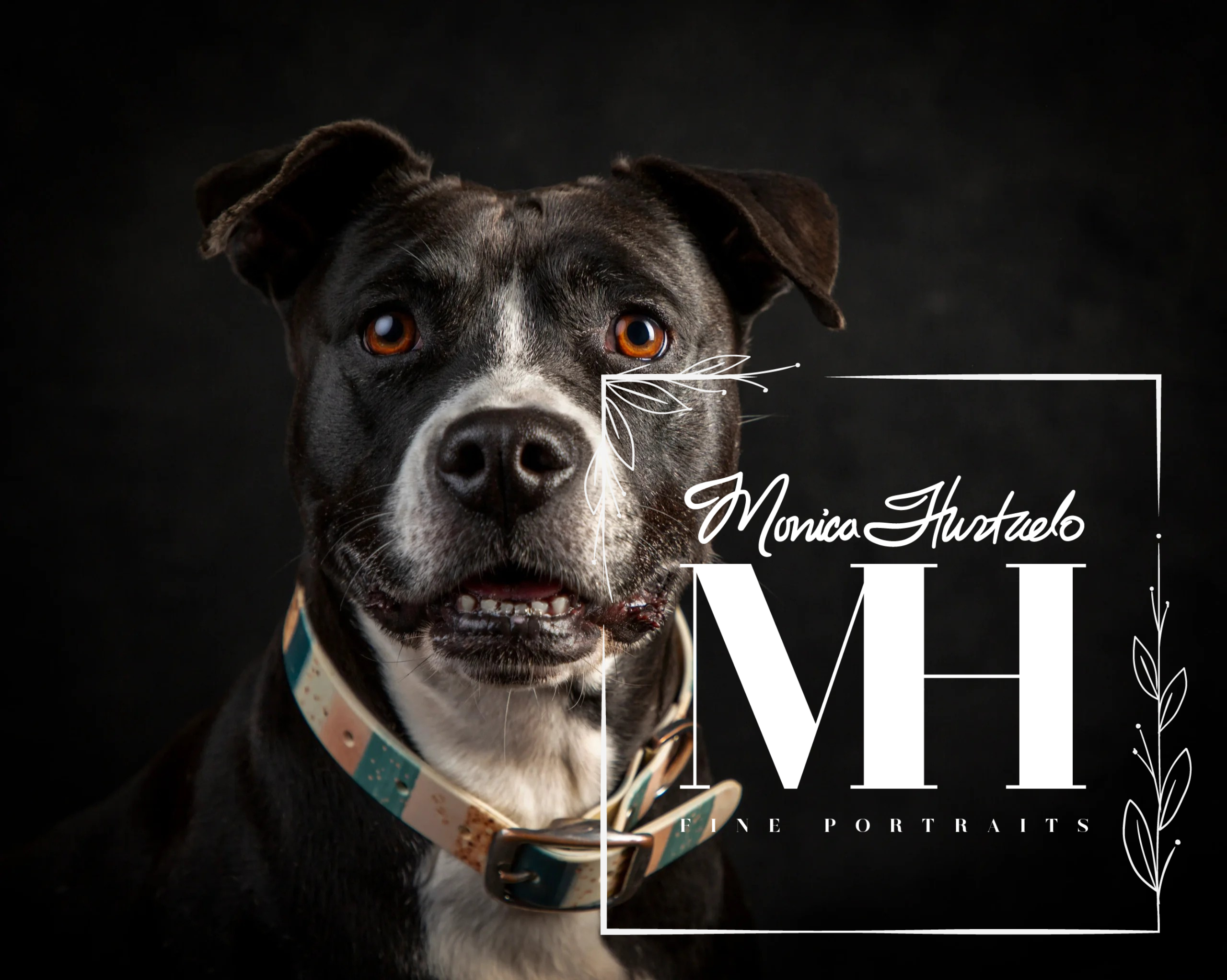 Pet Portraits