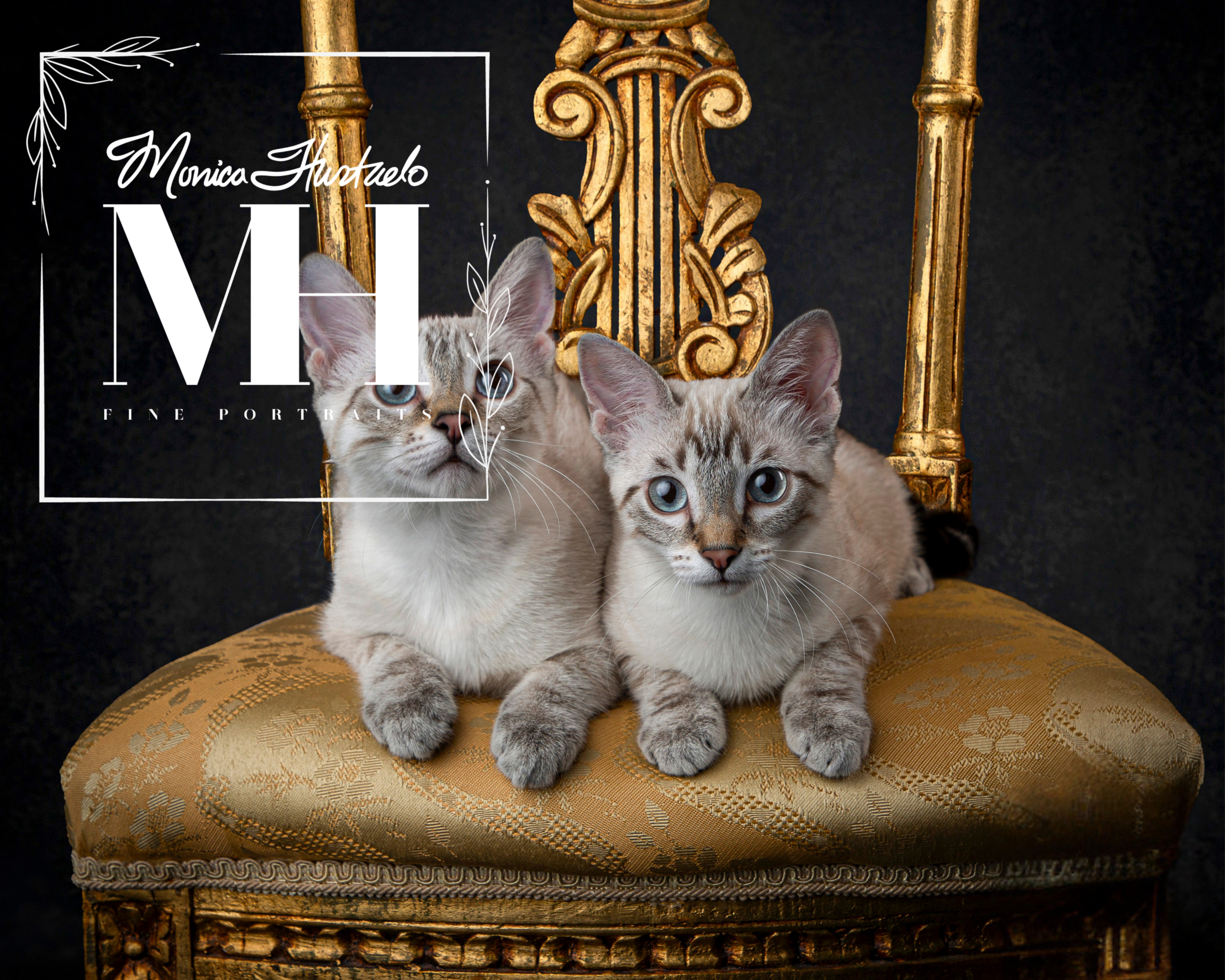 Pet Portraits