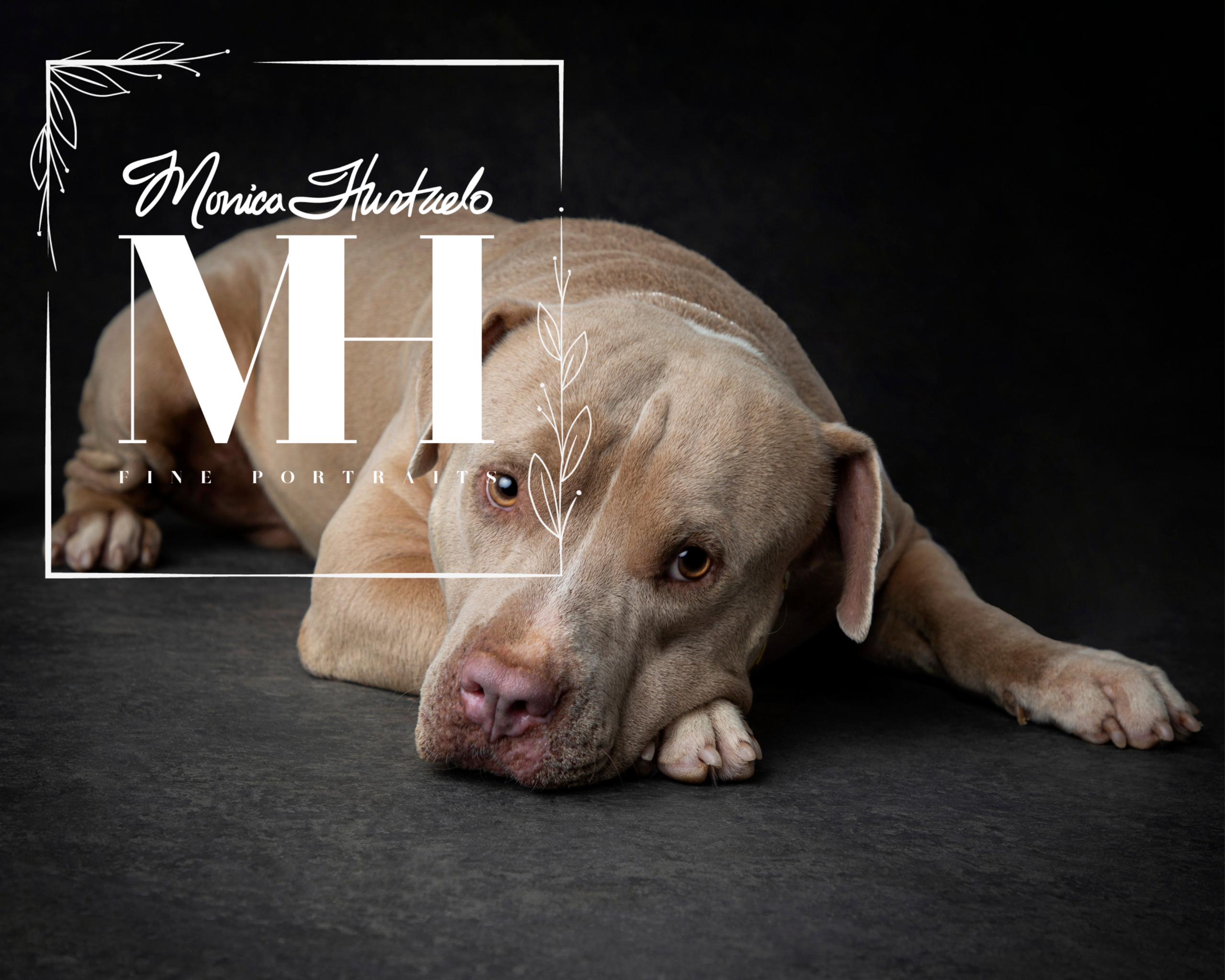 Pet Portraits