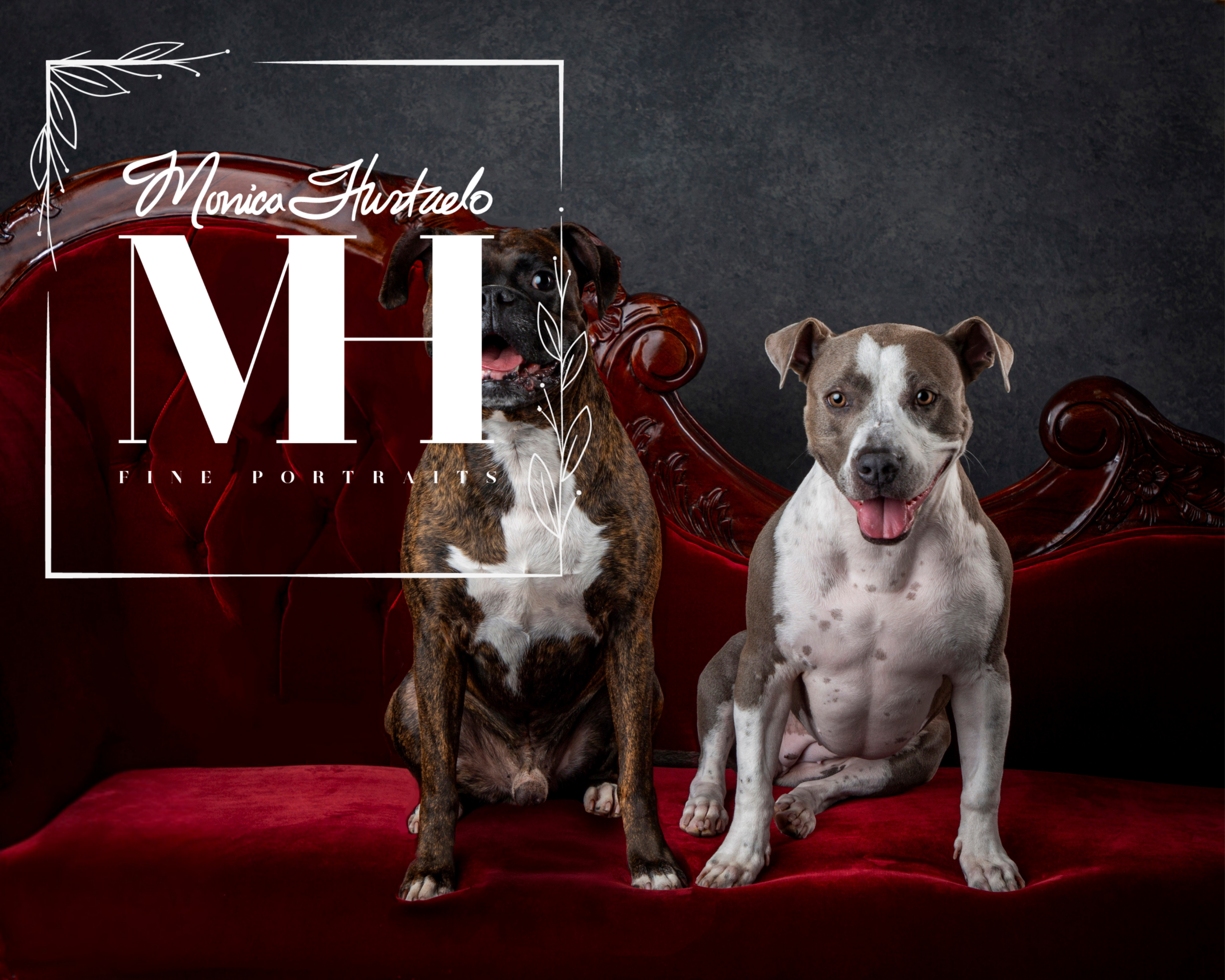Pet Portraits