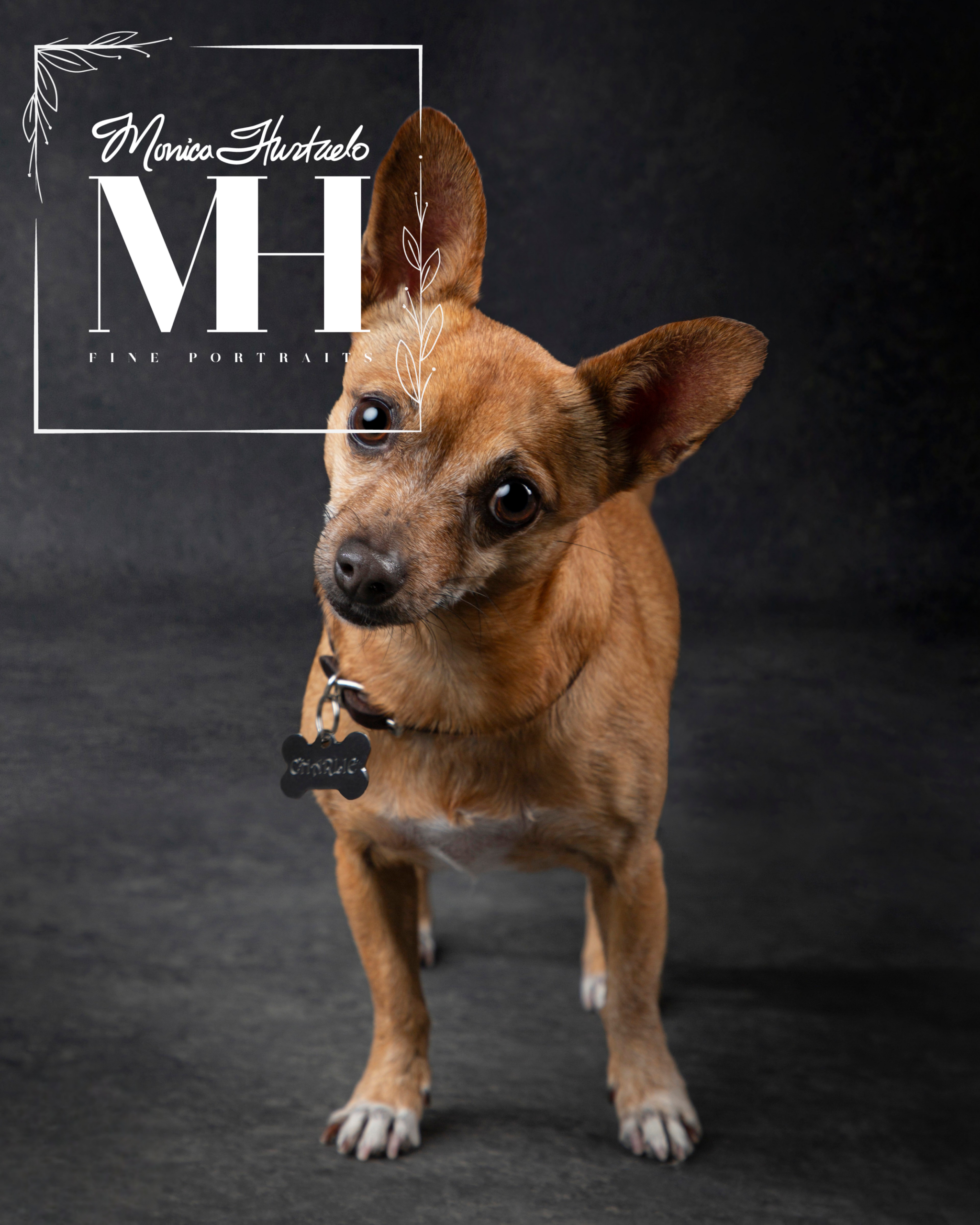 Pet Portraits