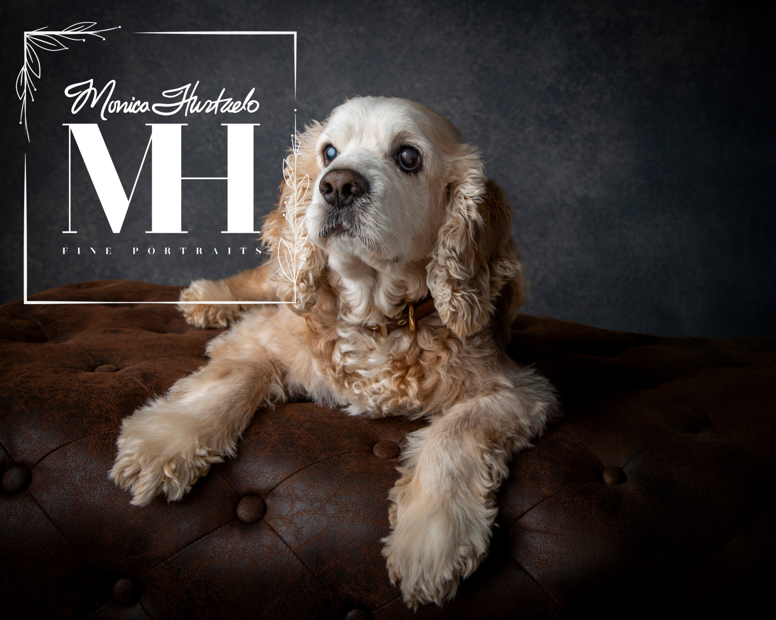 Pet Portraits