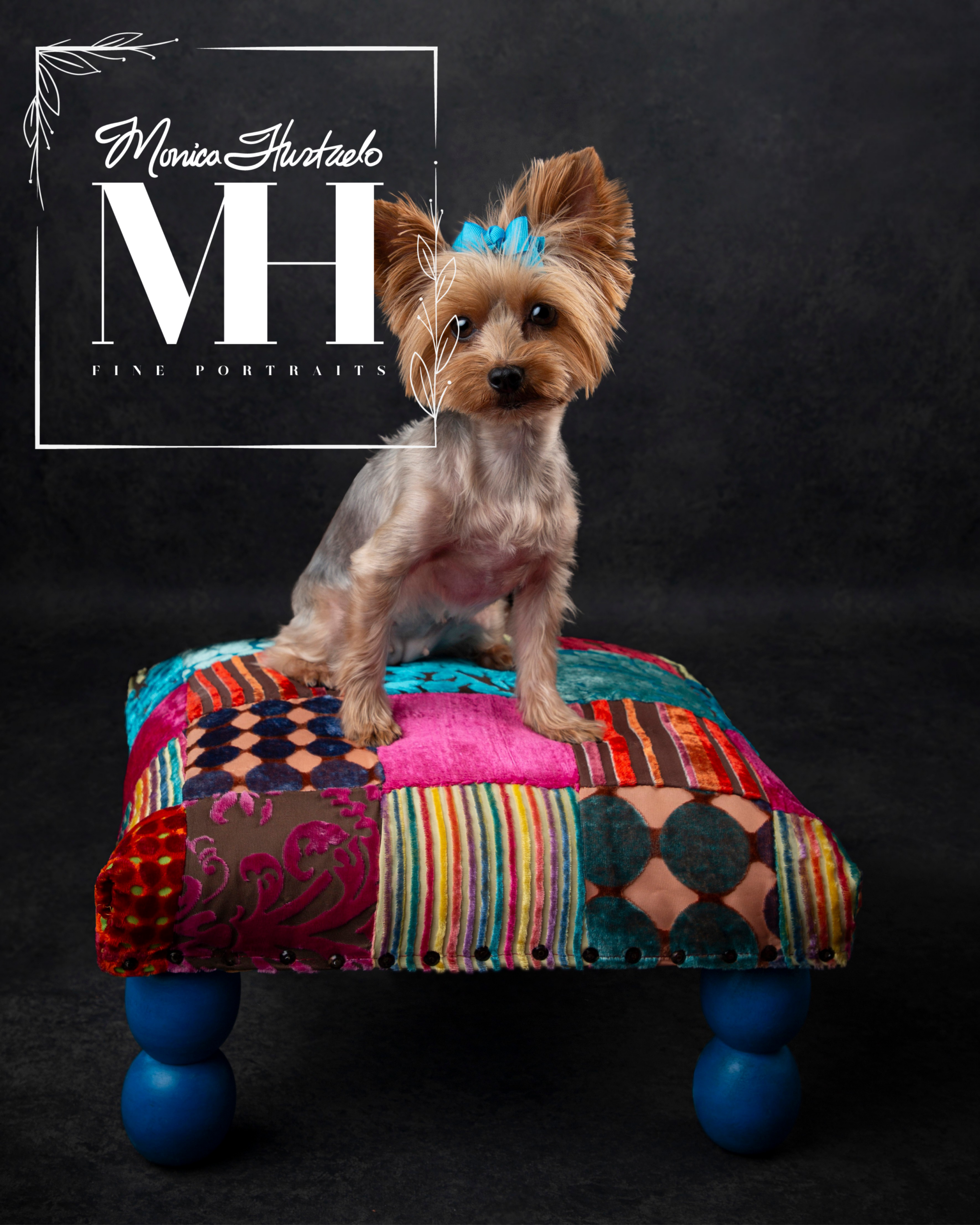 Pet Portraits