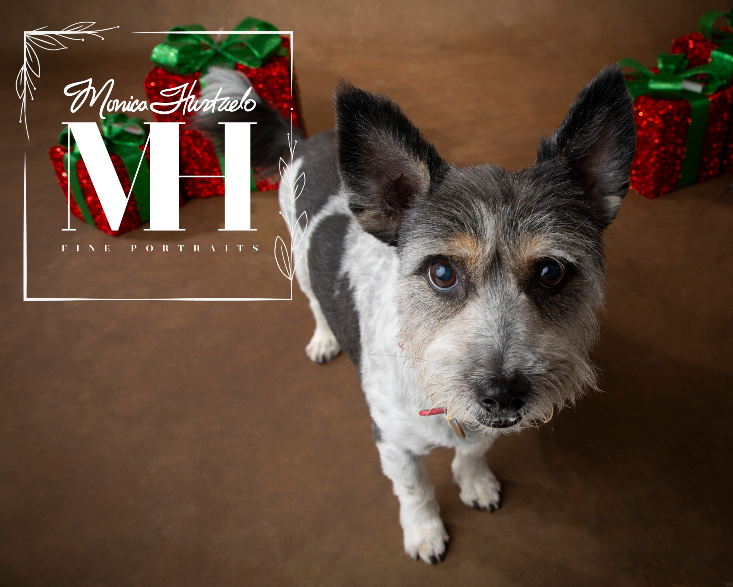 Pet Portraits