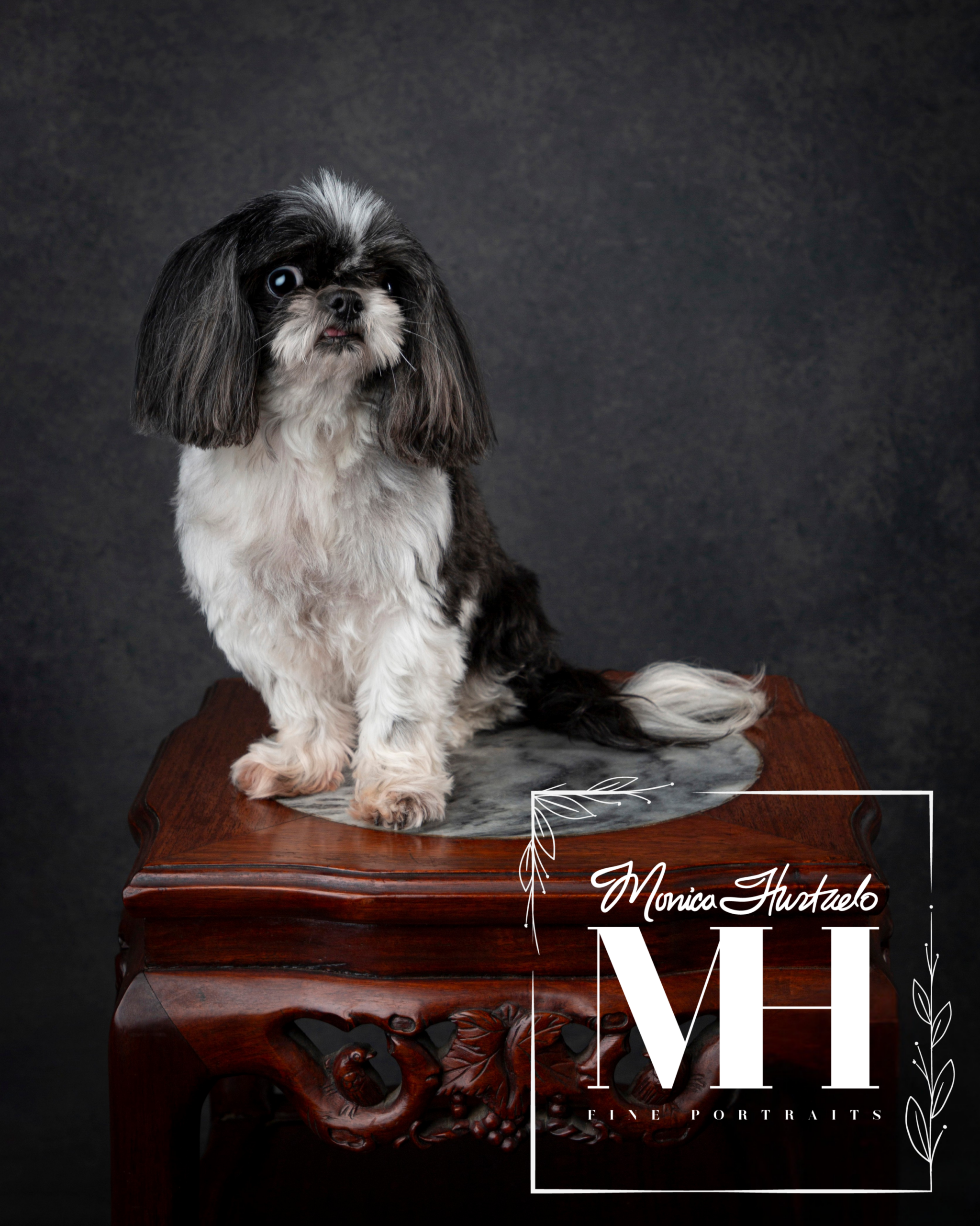Pet Portraits