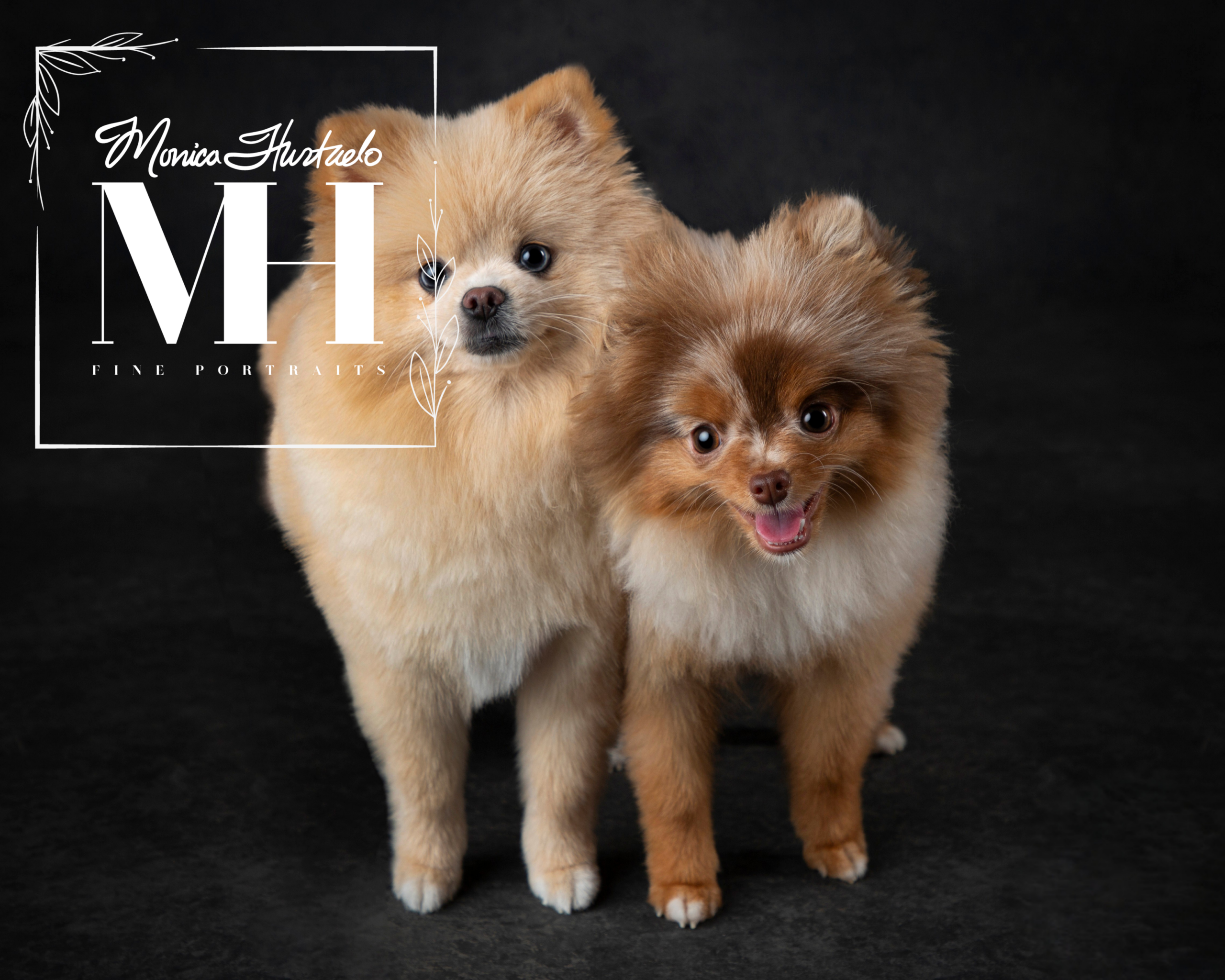 Pet Portraits