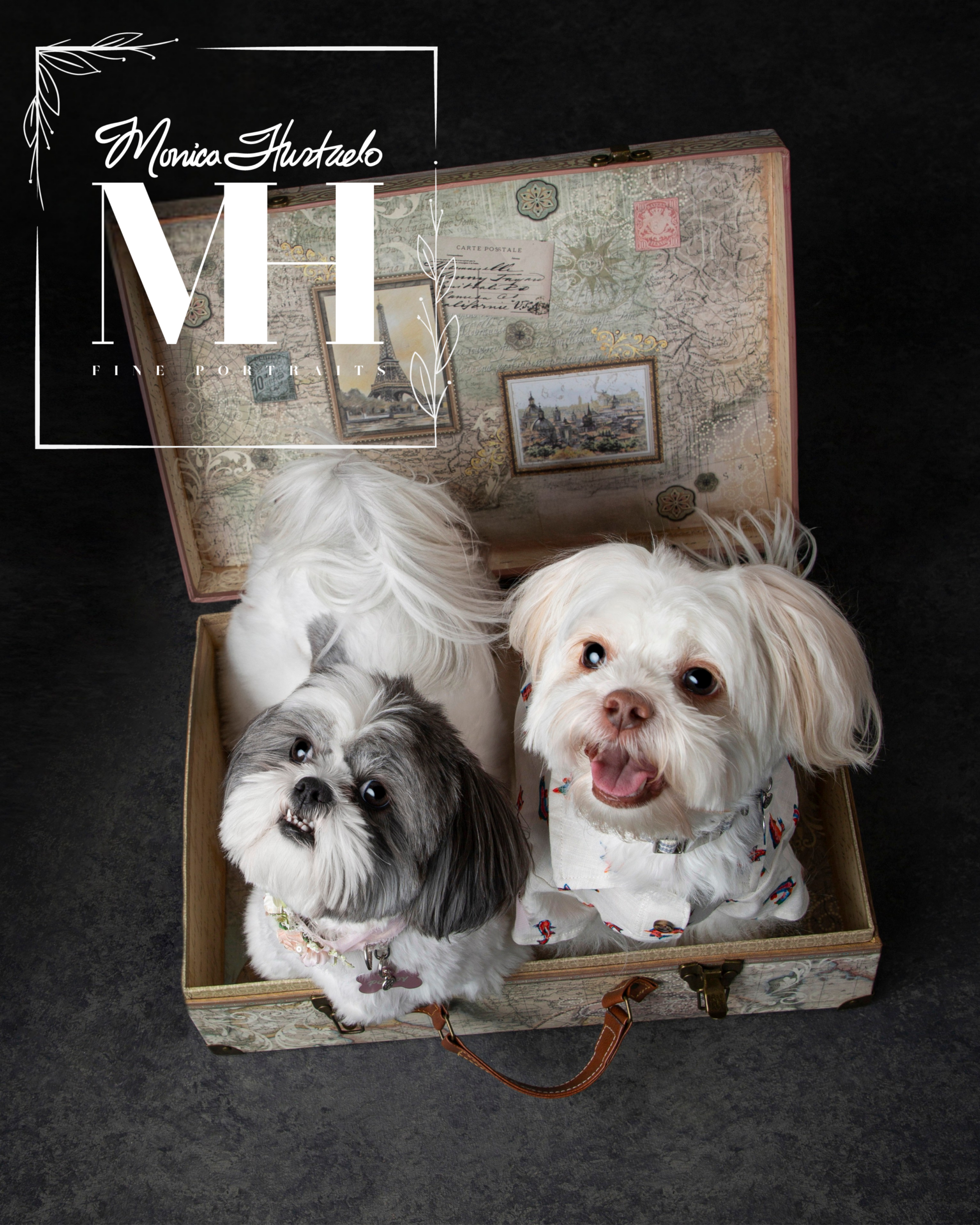 Pet Portraits