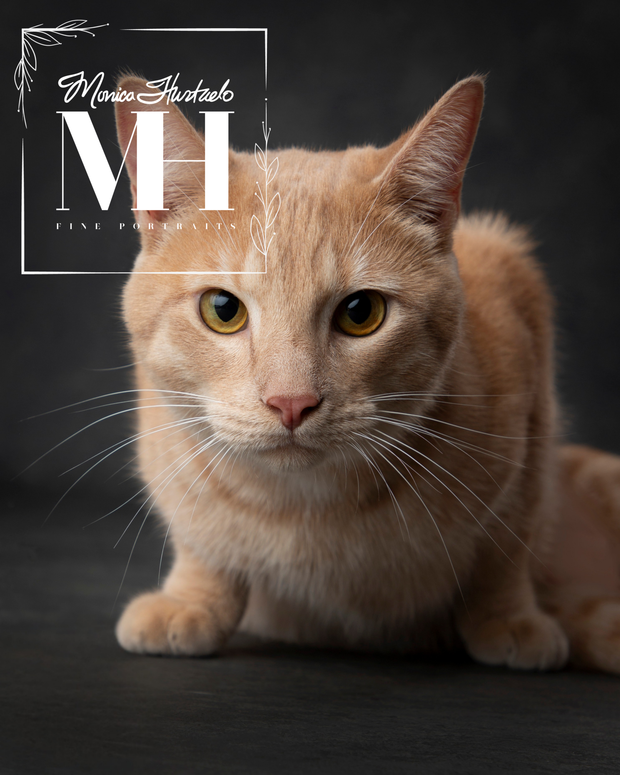 Pet Portraits