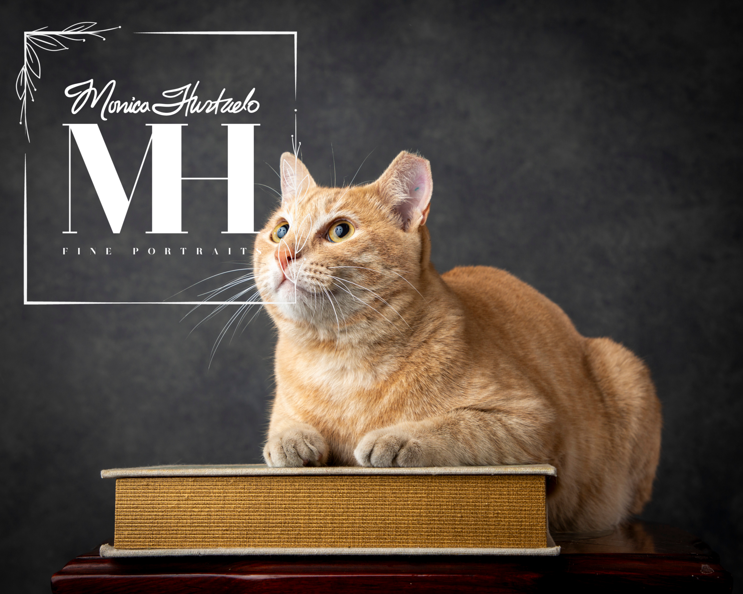 Pet Portraits