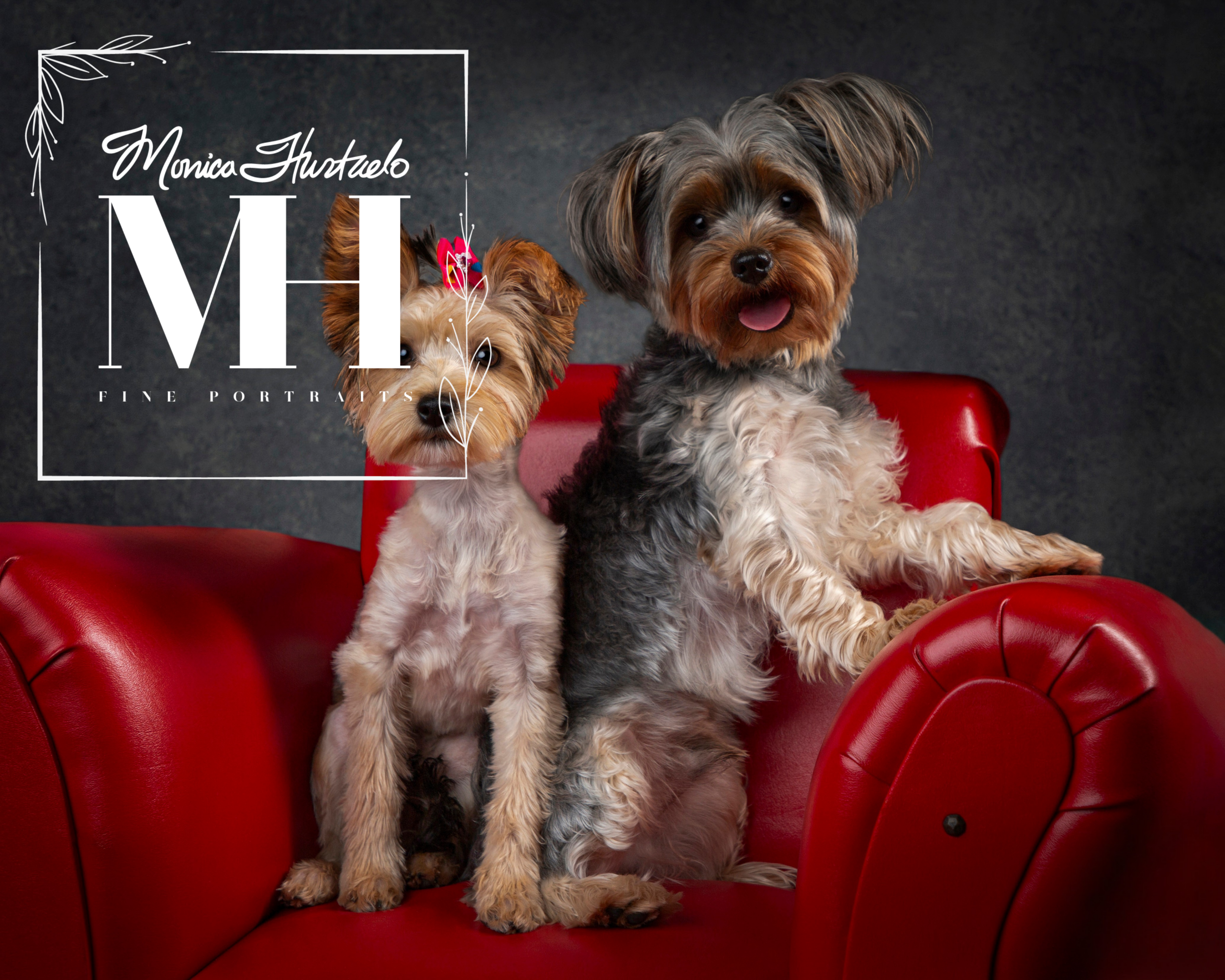 Pet Portraits