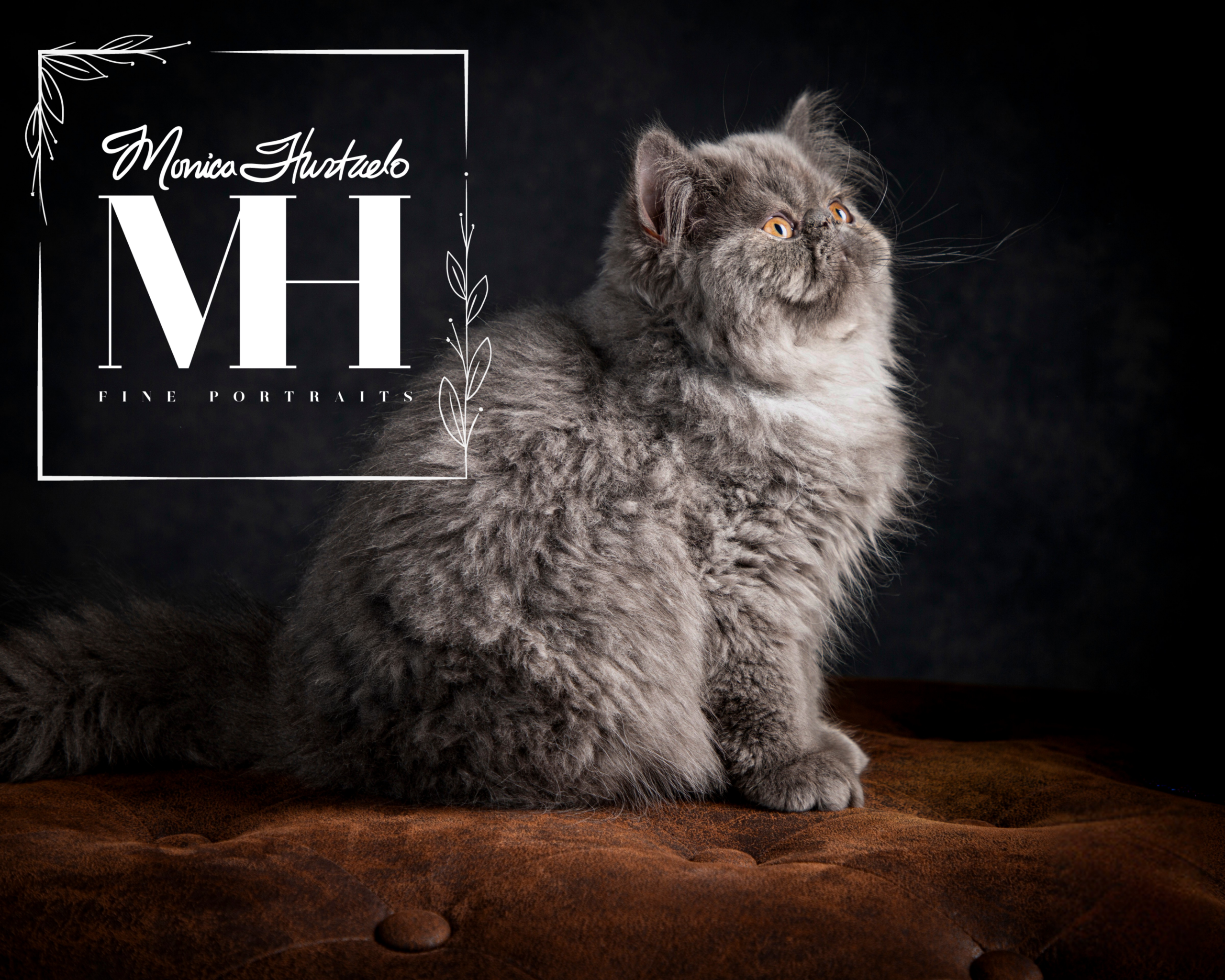 Pet Portraits