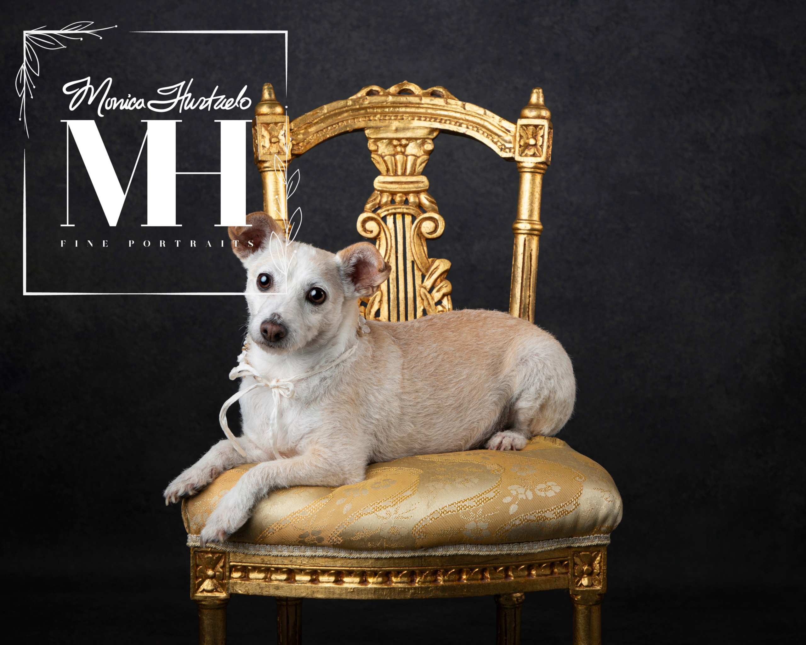 Pet Portraits