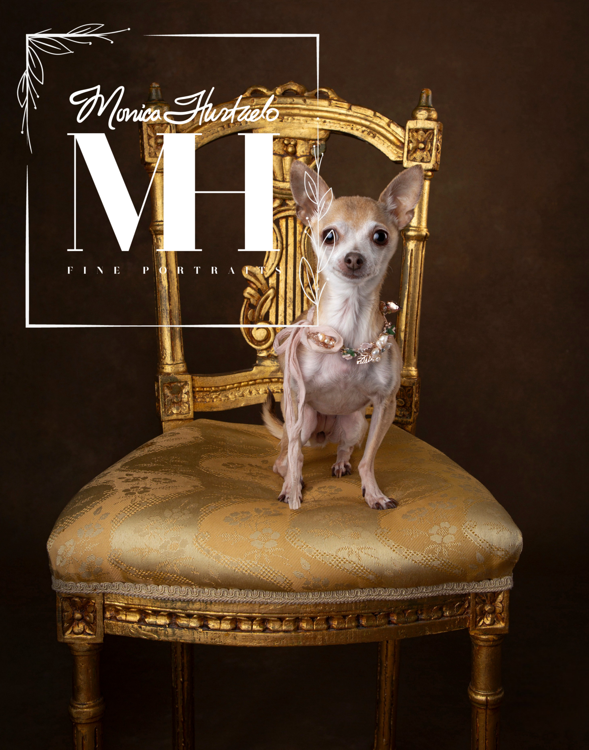 Pet Portraits
