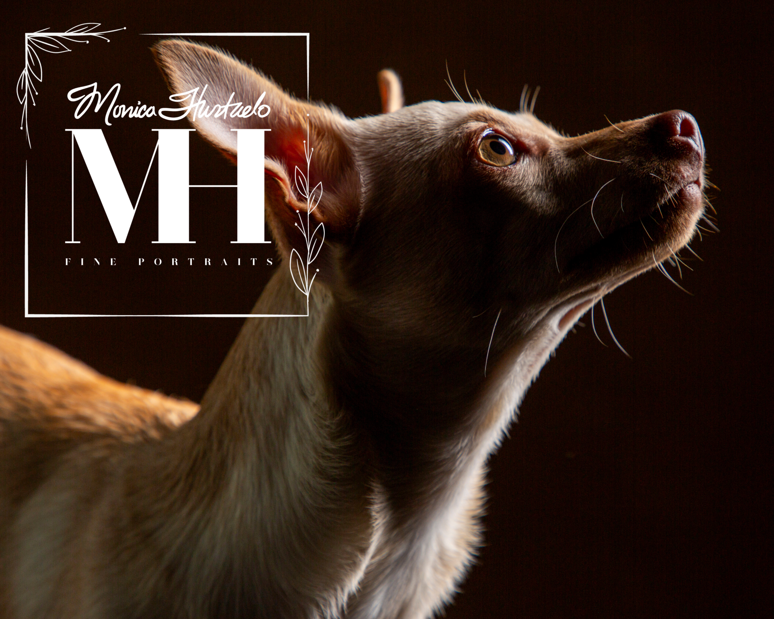 Pet Portraits
